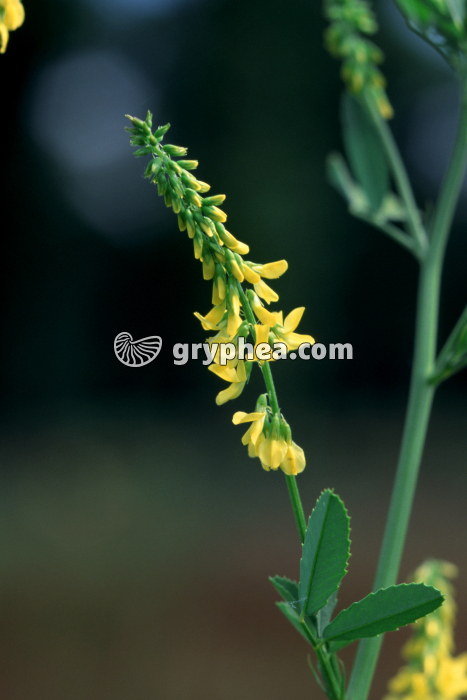 Mélilot jaune (Melilotus officinalis) - fleurs - gryphea.com
